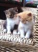 Wunderschöne BKH Kitten abzugeben