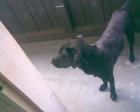 Labrador zu verkaufen