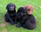 Reinrassige Labrador Welpen gewölft am 28. 07. 2022 mit Papieren