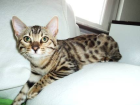 Wunderschöne Bengal-Kitten