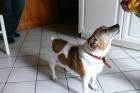 Jack russel terrier sucht ein zuhause