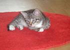 Getigertes Katzenbaby