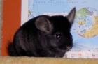 Wunderschöner Chinchillabock dark ebony sucht neuen Wirkungskreis