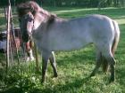 Tarpan Stute Zuchtstute Reitpony Fahrpony
