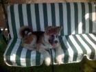 Akita Inu 6 Monate alt