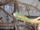 2 Leguane 2 coole Frösche 2 Gecko inkl Terra