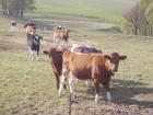 Colostrum Herbstzeit ist Colostrumzeit